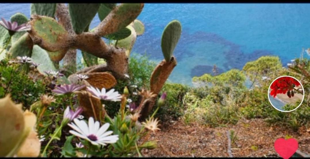 Rosa dei Venti Est Capoliveri (Isola d'Elba) Exterior foto